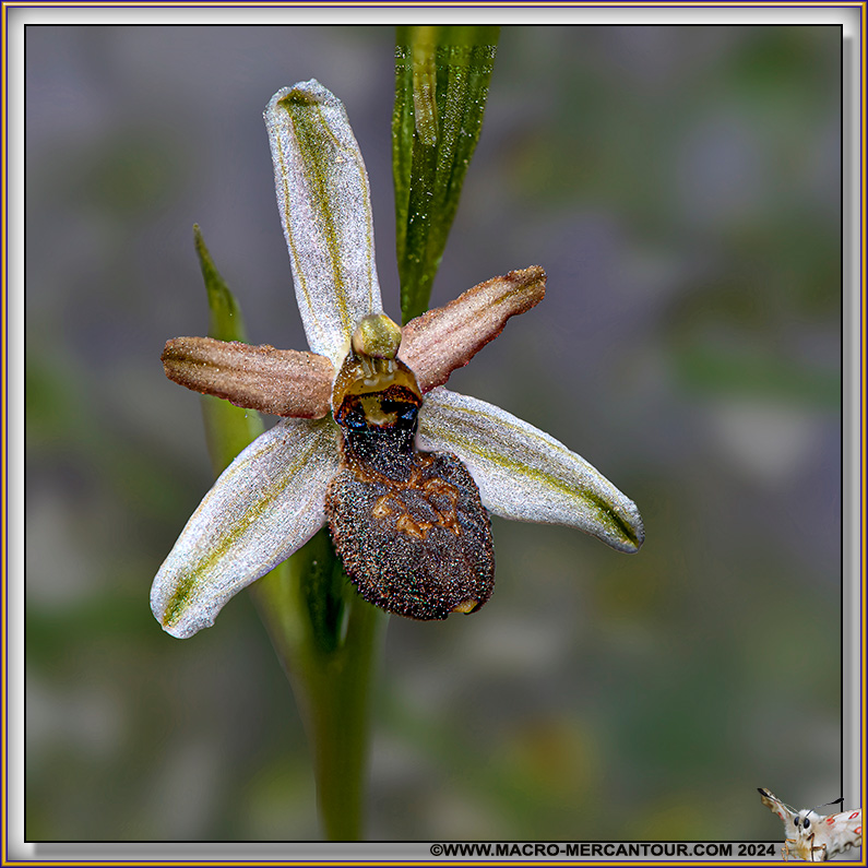 Ophrys Exaltata
